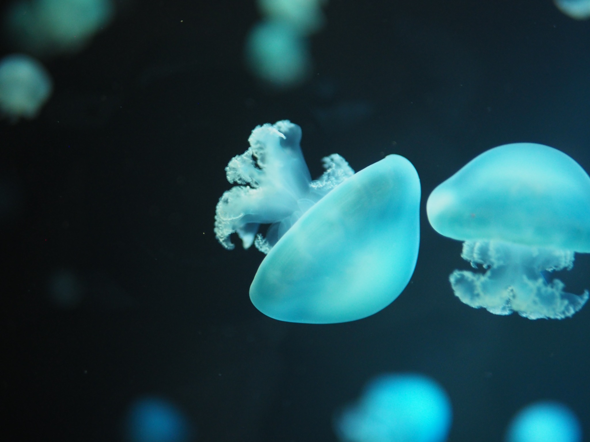 Abstract underwater image